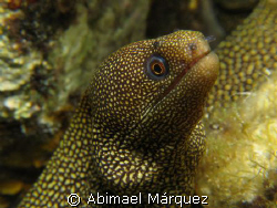 Goldentail Moray, Cozumel by Abimael Márquez 